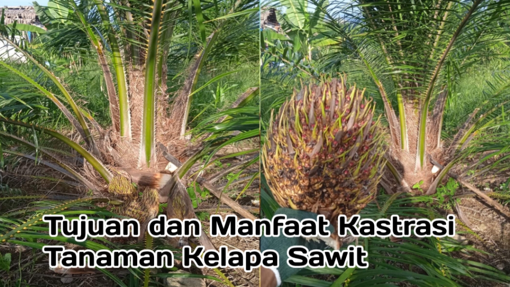 Tujuan dan Manfaat Kastrasi dalam Tanaman Kelapa Sawit, Simak Prosedurnya!