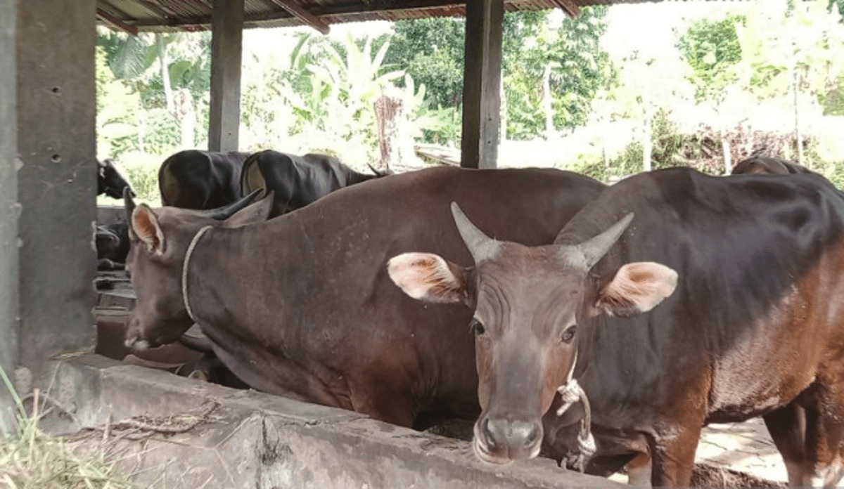 Ketersediaan Hewan Kurban di Bengkulu Capai 38.770 Ekor untuk Iduladha 1445 H