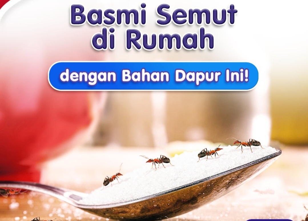 5 Tips Ampuh untuk Mengusir Semut dari Rumah dengan Bahan Sederhana