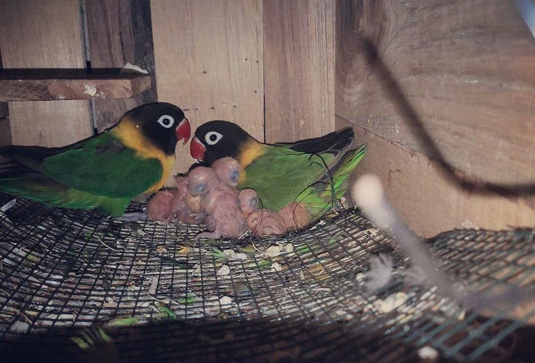 10 Tips Efektif Merawat Anakan Burung Lovebird hingga Mandiri