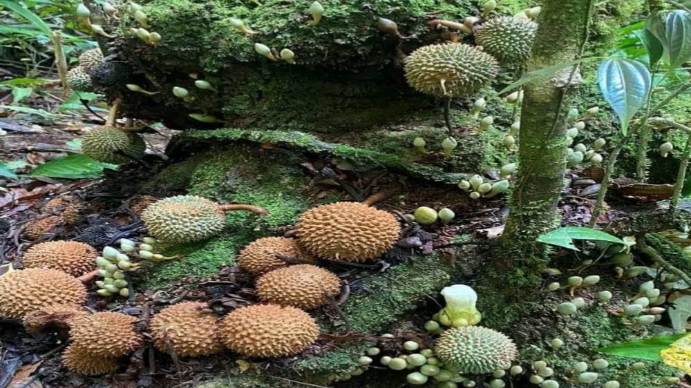 Bukan Hanya Durian Gundul, Inilah 5 Jenis Durian Unik yang Ada di Indonesia