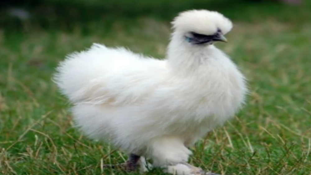 Ayam Silkie, Ayam Cantik dengan Bulu Kapas Lembut Bagaikan Sutra