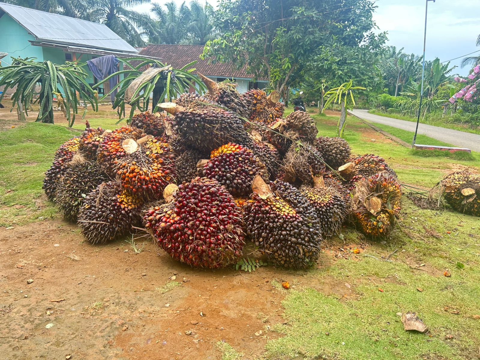 Pertengahan Januari 2026, Harga TBS Sawit di Mukomuko Masih Stabil