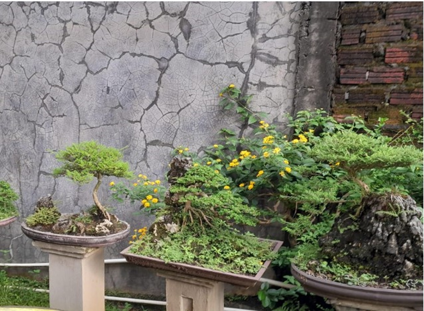 7 Pohon Ini Bisa Dijadikan Bonsai, Sudah Ada Sejak Zaman Dinasti Han 206 SM - 220 M 