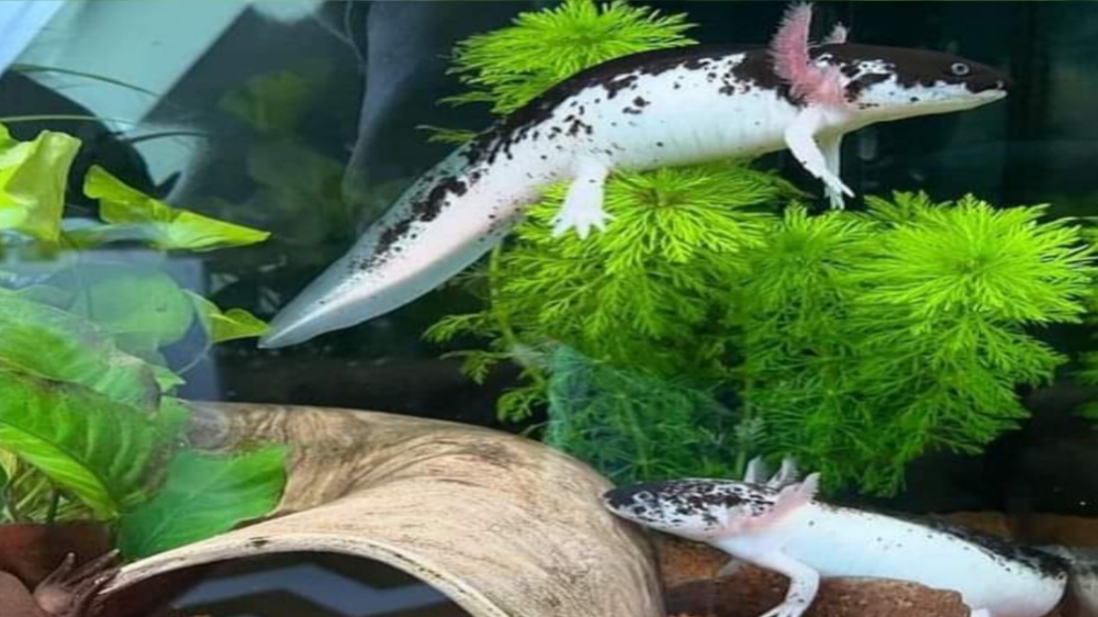 Axolotl, Hewan Unik yang Miliki 3 Pasang Insang Eksternal untuk Bernapas Dalam Air