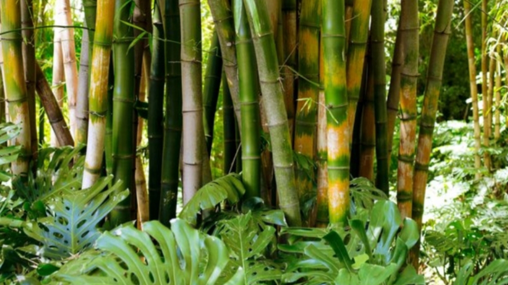 10 Fakta Unik Bambu yang Belum Banyak Diketahui