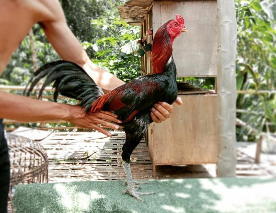 Tips Melatih Ayam Bangkok Petarung dan Pemberian Suplemen yang Benar