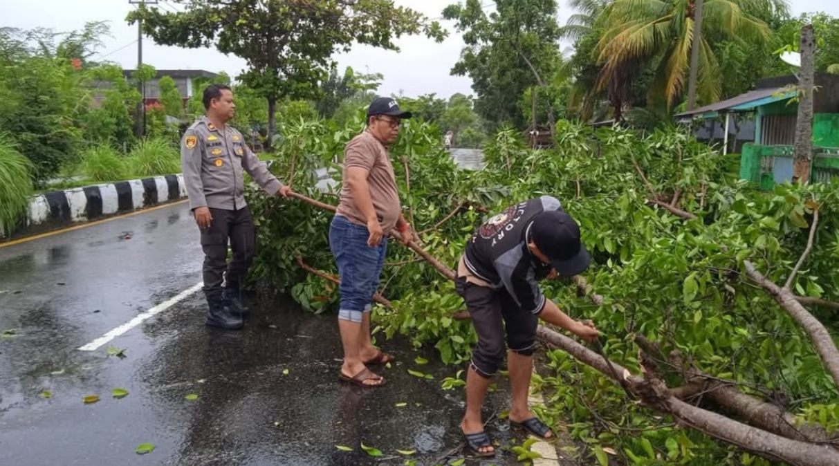 Warga Bengkulu Selatan Resah, Pohon Pinggir Jalan Rawan Tumbang saat Cuaca Ekstrem