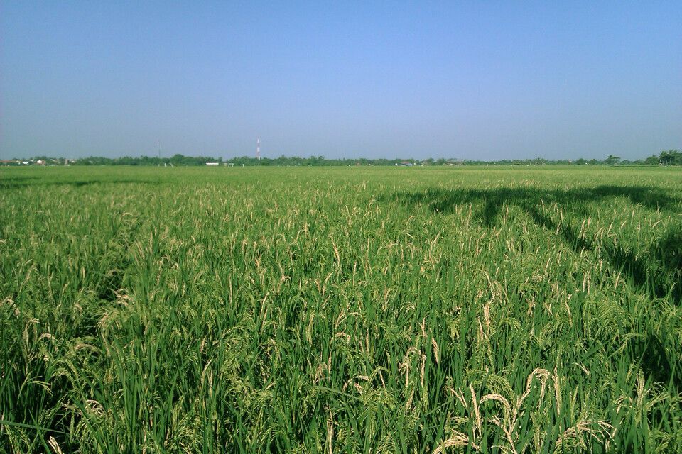 3.496 Hektare Sawah Tersebar di 7 Kecamatan Mukomuko, Lubuk Pinang Terluas