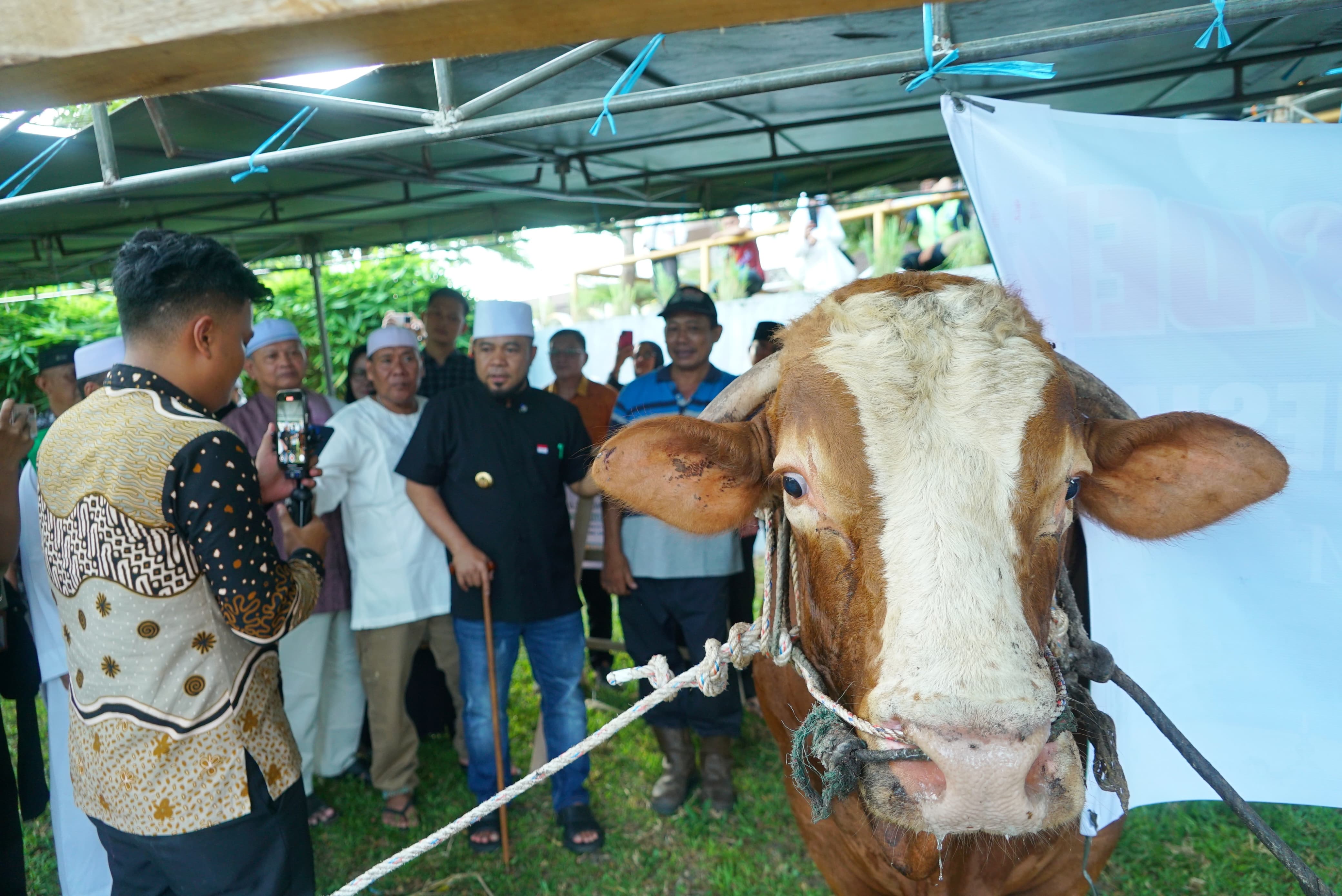 Presiden Prabowo Sumbang 11 Sapi Kurban ke Bengkulu, Disalurkan ke Seluruh Daerah