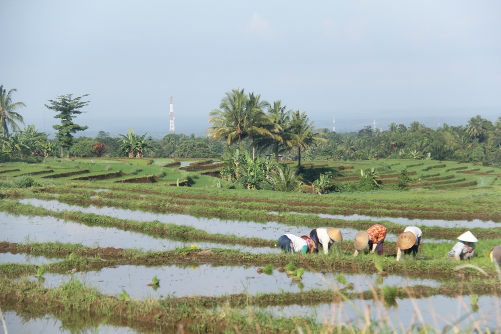 Cetak Sawah 868 Hektare di Enggano Terkendala Kapal Ferry Angkut Alat Berat