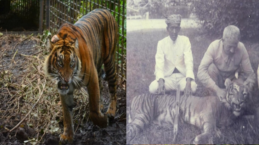 4 Perbedaan Utama Harimau Sumatera dengan Harimau Jawa