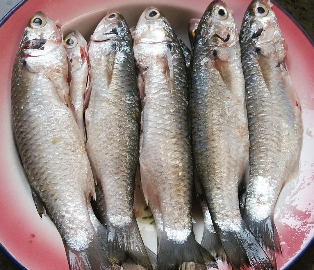 6 Manfaat Mengonsumsi Ikan Belanak untuk Ibu Hamil,  Tinggi Kandungan Asam Lemak Omega-3 yang Menakjubkan