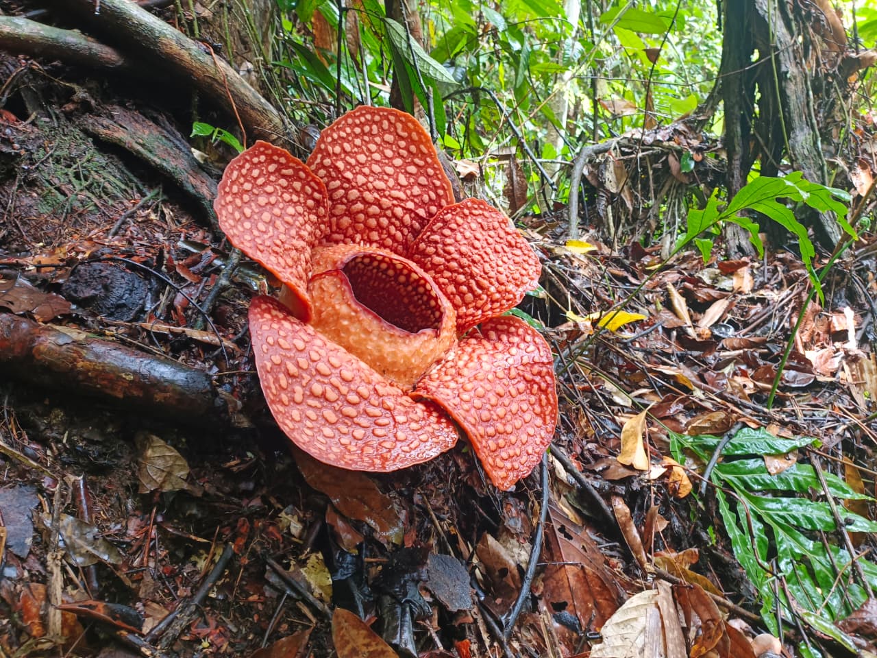 Di Tengah Hujan Deras, Rafflesia Kemumuensis Tumbuh Megah di Jantung Hutan Bengkulu Utara