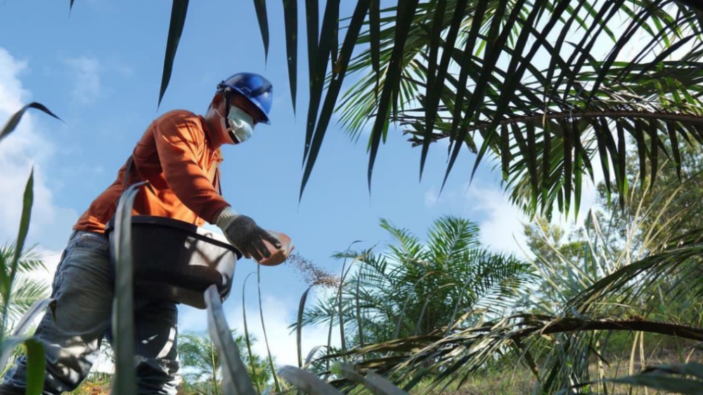 Pemupukan Tanaman Kelapa Sawit pada Musim Kemarau Apakah Diperbolehkan?