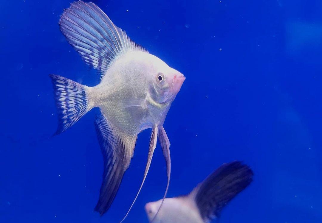 Angelfish, Ikan Hias yang Damai Berasal dari Amazon, Begini Cara Merawatnya