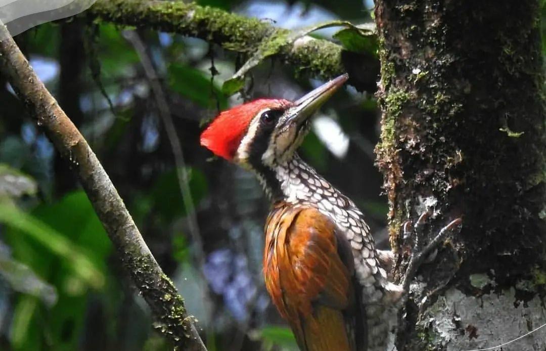 8 Fakta Menarik tentang Burung Pelatuk yang Punya Kemampuan Mematuk hingga 13.000 Kali dalam Sehari