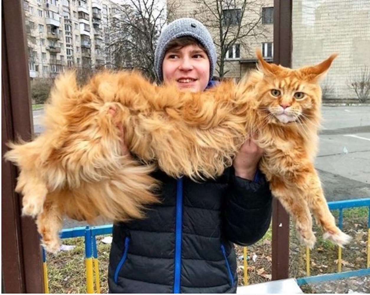 Ras Kucing Berhati Lembut dan Penyayang, Tergolong Cerdas, Perenang Handal 