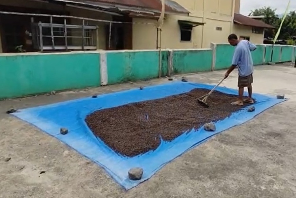 Dari Anjlok ke Rp50 Ribu, Harga Kopi Kini Kepahiang Kini Merangkak Naik