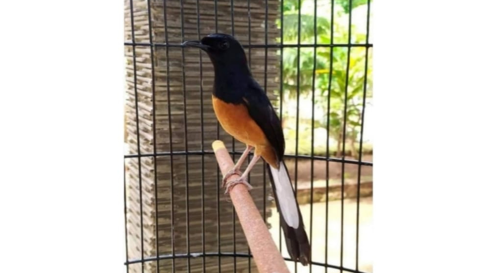Dikenal sebagai Burung Kicau Paling Populer di Indonesia, Kenali Beragam Jenis Burung Murai Batu