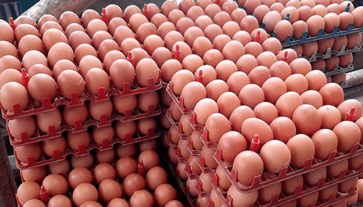 Harga Telur Ayam di Kota Bengkulu Naik Drastis Menjelang Iduladha 1445 Hijriah