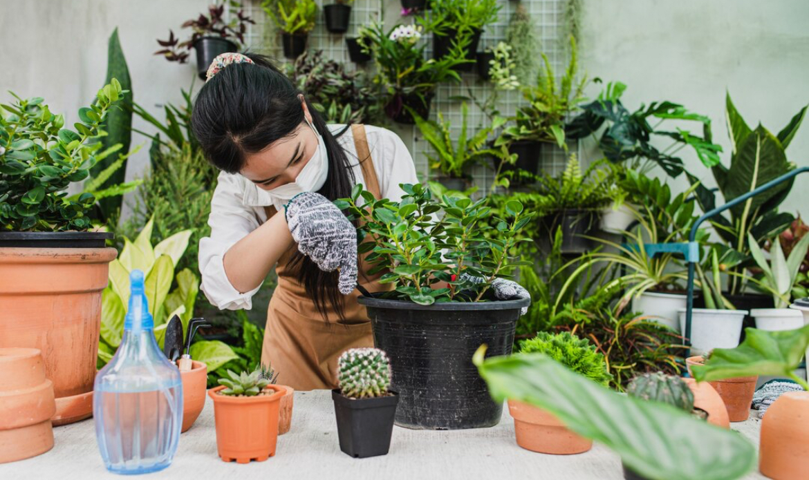 Kebun Mini Tanaman Obat: Solusi Sehat dan Instagramable di Rumah