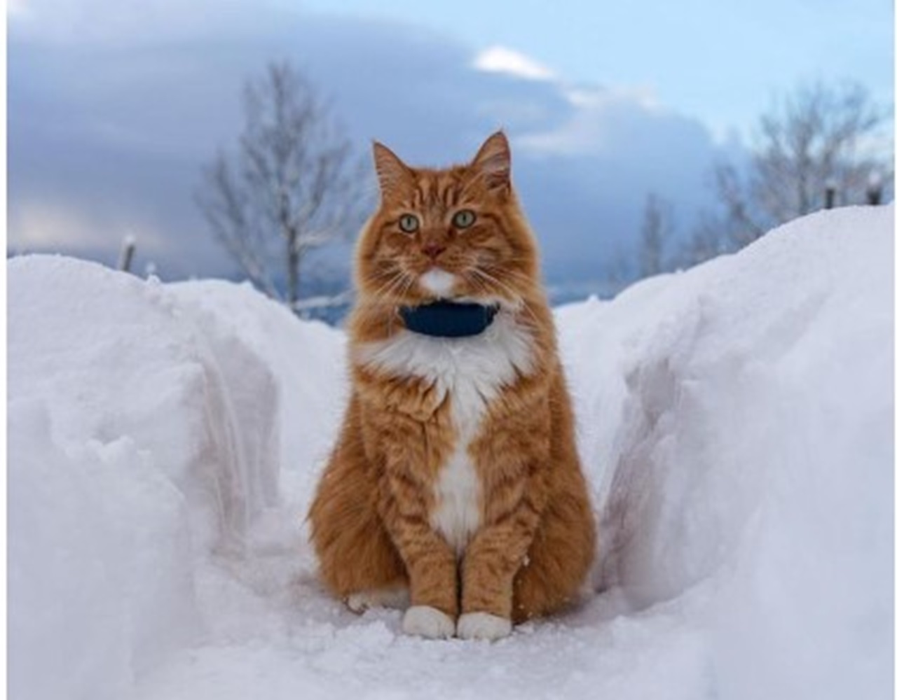 Tidak Takut Apapun, Ini 6 Fakta Menarik Tentang Kucing Orange, Tergolong Kucing Pintar  
