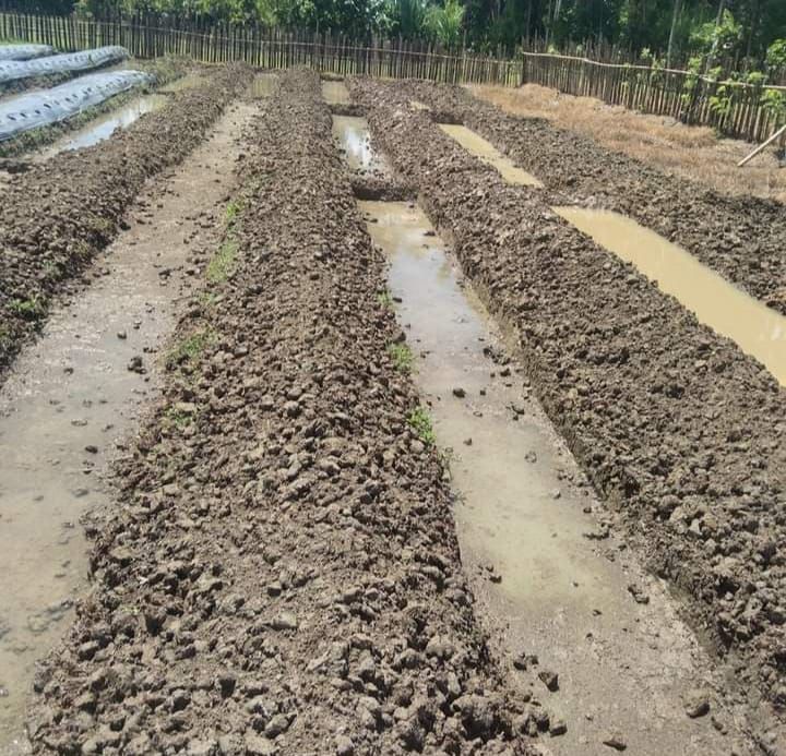 Musim Hujan Tiba, Begini Tips Mengolah Lahan Pertanian Agar Sukses Bercocok Tanam 