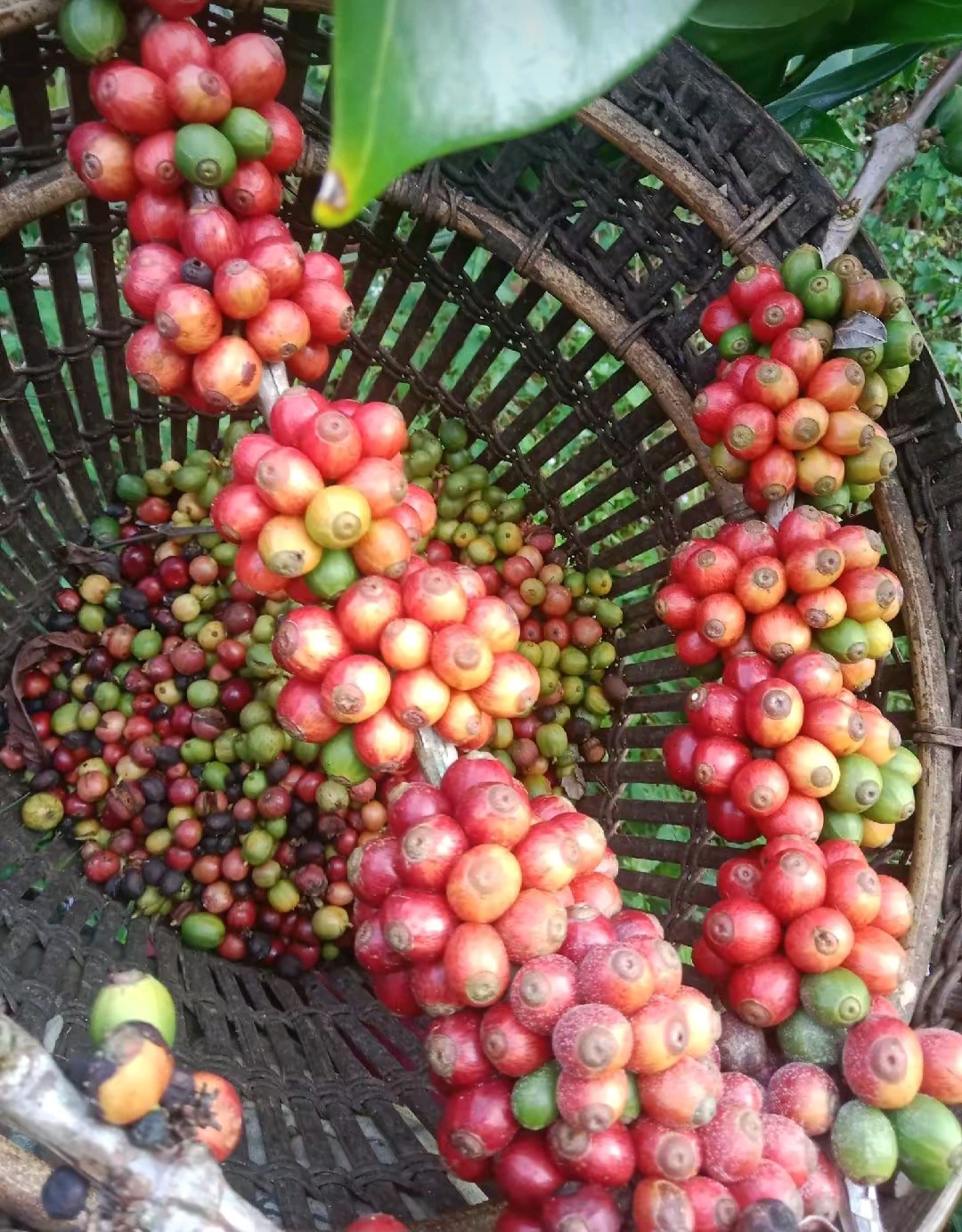 Kopi Indonesia Kian Mendunia: 206,7 Ribu Ton Diekspor, UMKM Jadi Motor Penggerak Ekonomi Rakyat