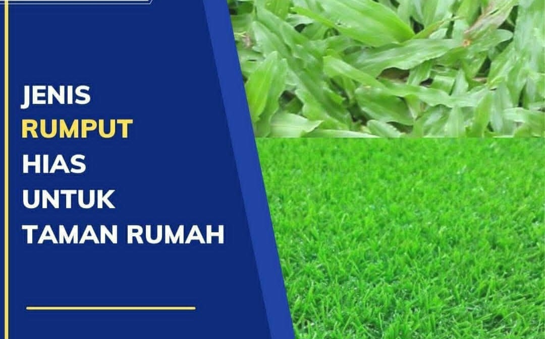 Bukan Cuma Rumput Jepang, Ini 6 Jenis Rumput Hias yang Bisa Mempercantik Halaman Rumah Anda