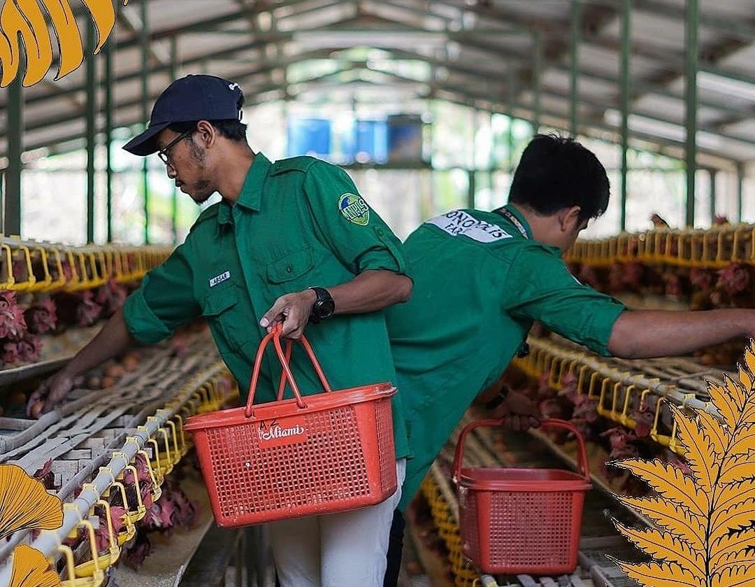 Cegah Kerusakan, Berikut Langkah-langkah Memanen Telur Ayam yang Benar