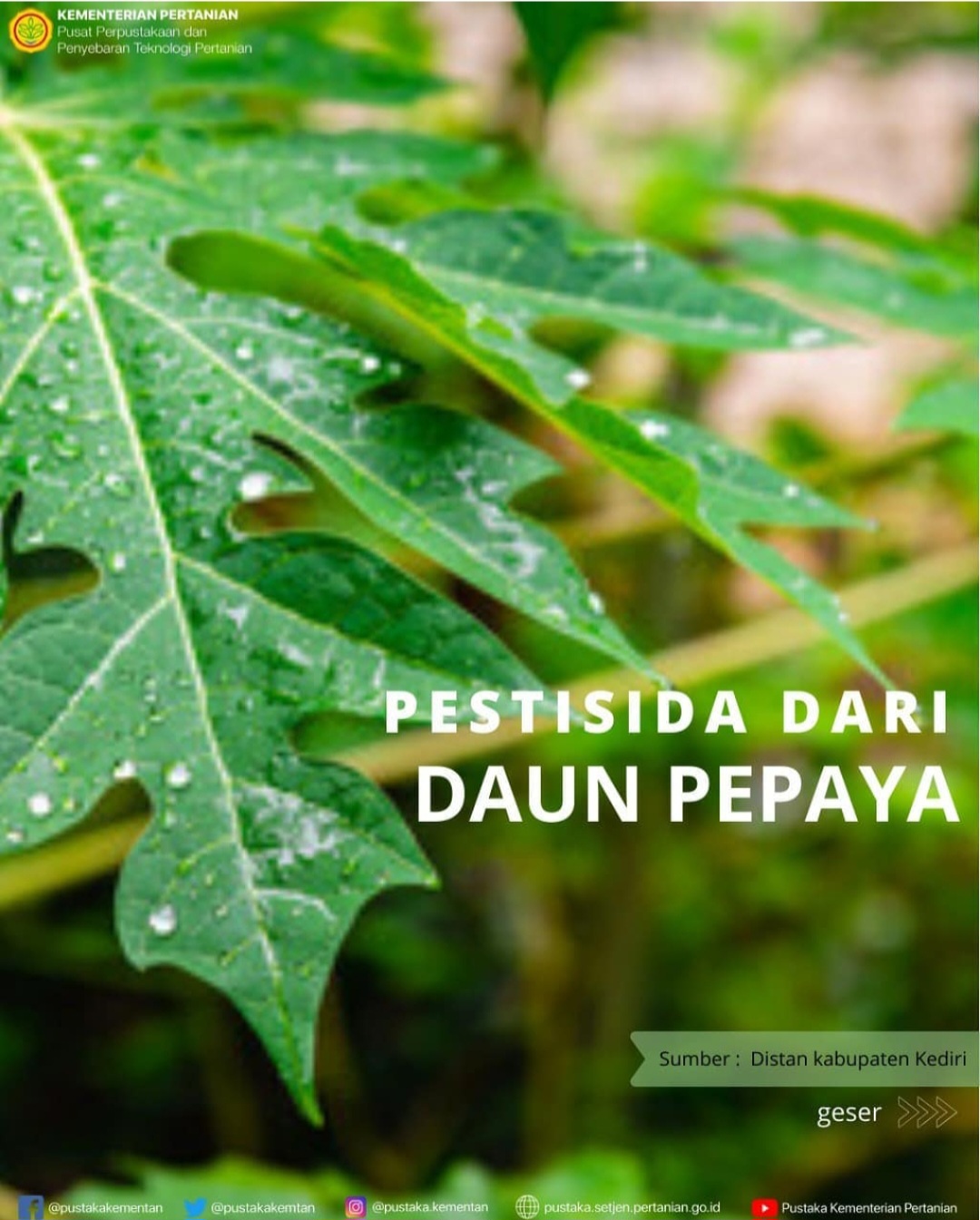 Membuat Pestisida Nabati dari Daun Pepaya untuk Membasmi Hama Tanaman