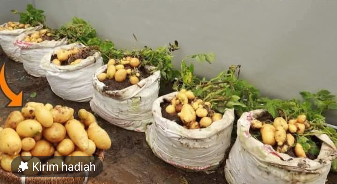 Cara Unik Menanam Kentang dengan Telur dan Susu di Wadah Plastik: Panen Umbi Besar dan Melimpah!