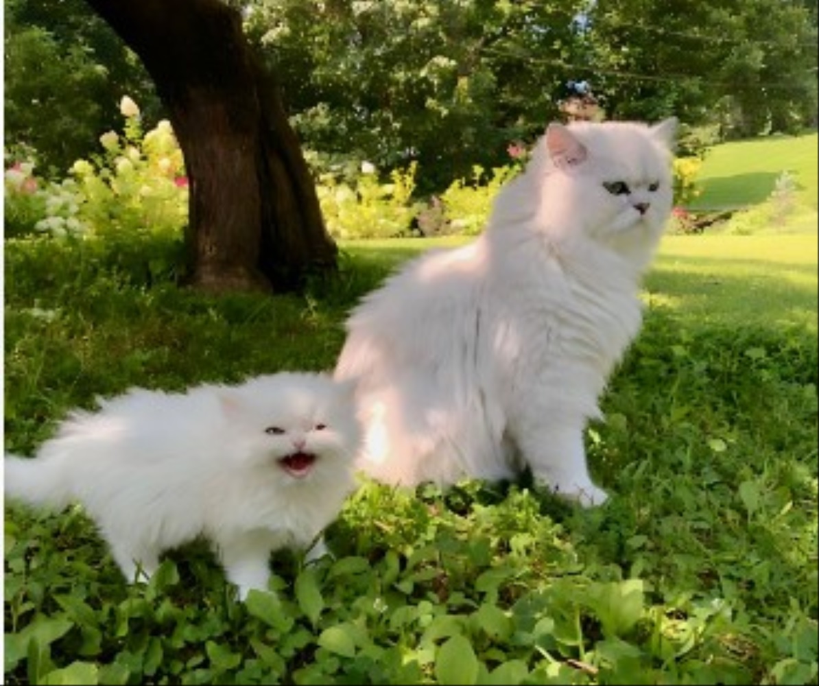 Kucing Tidak Suka Dibangunkan Saat Sedang Tidur, Tidak Menghargai Pemberian Mereka 