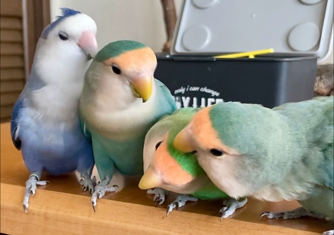 Lovebird dan Perannya dalam Ekosistem: Pentingnya Melestarikan Spesies Ini