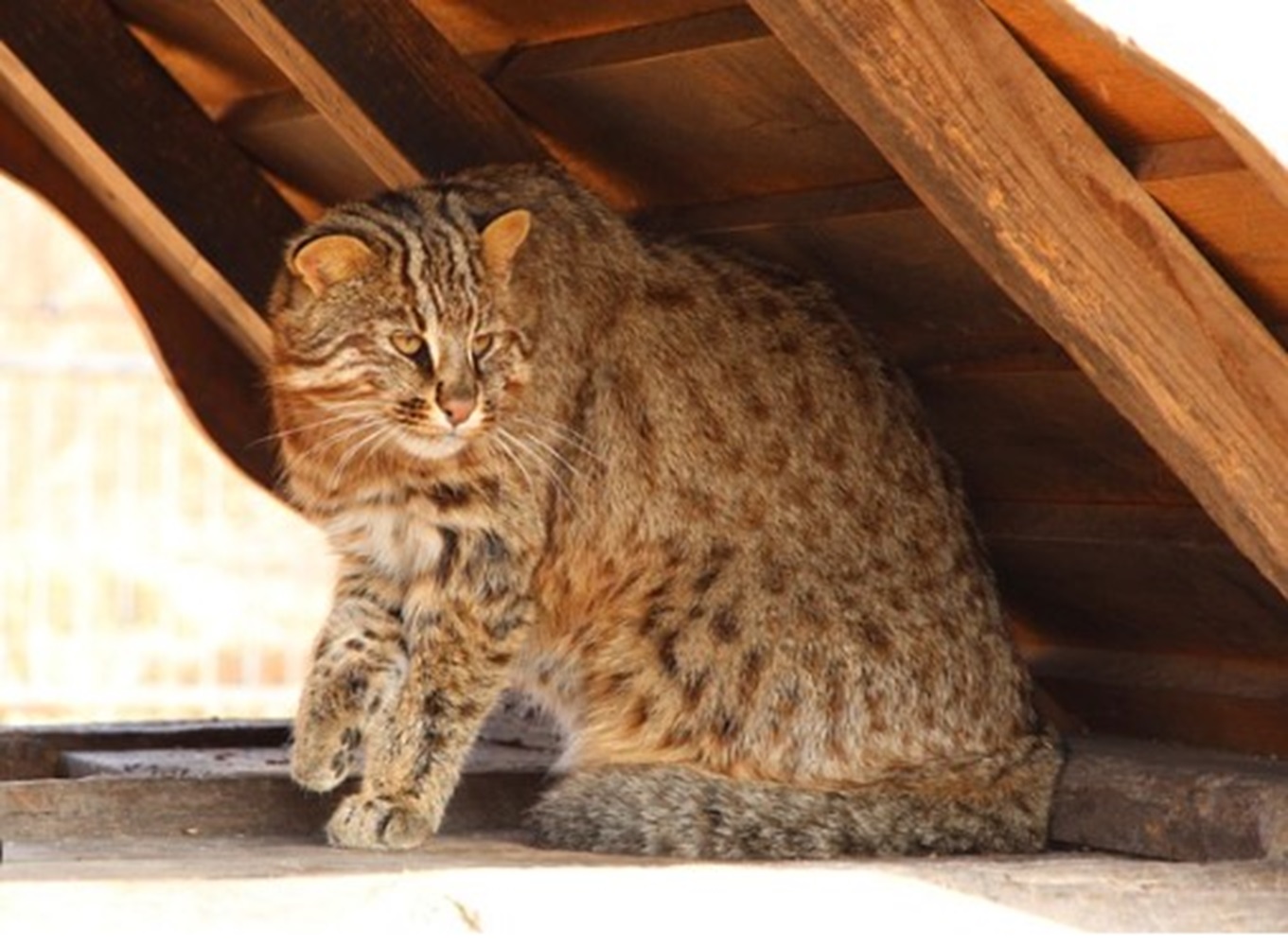 Kehilangan Habitat, Kucing Kuwuk Terancam Punah, Tersebar di Asia Selatan dan Timur 