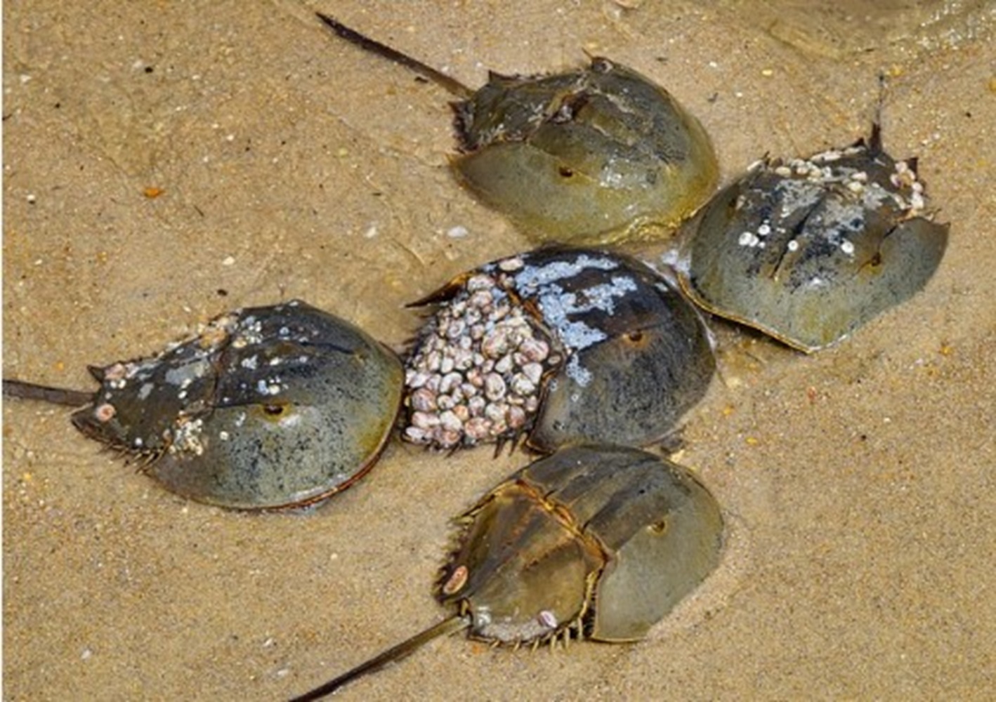 Belangkas, Kepiting Berdarah Biru yang Populer Saat Covid-19, Darahnya untuk Mengetes Keamanan Obat