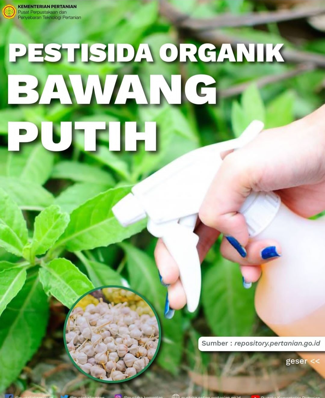 4 Cara Membuat Pestisida Nabati dari Bawang Putih, Tanaman Dijamin Bebas Hama