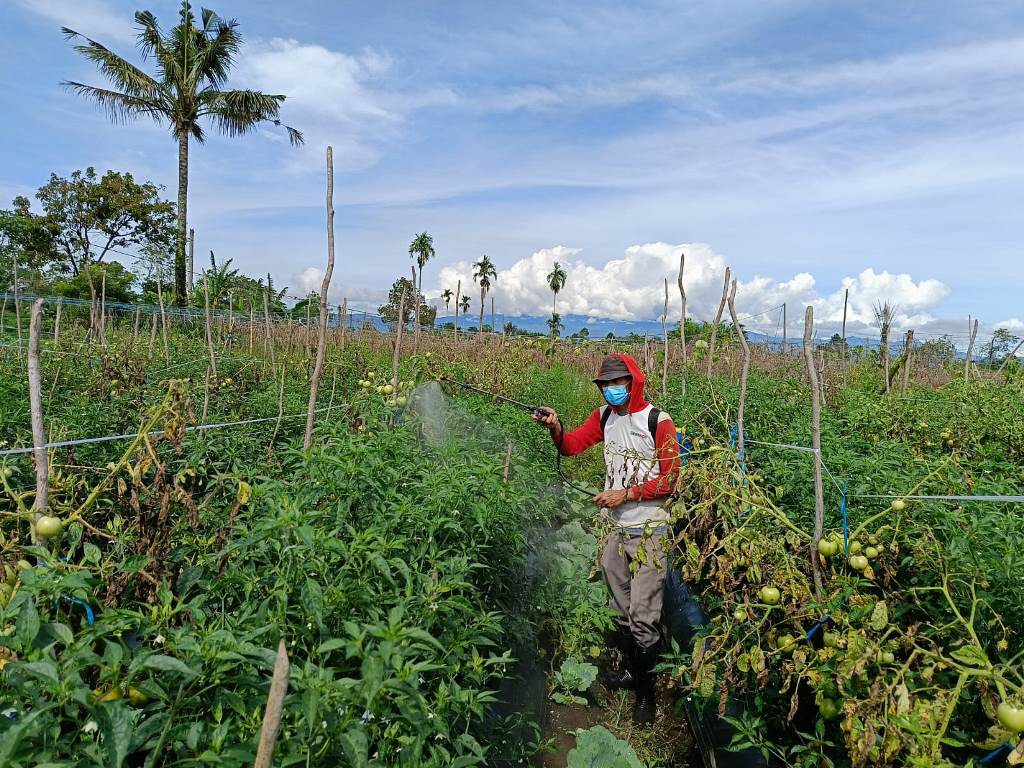 Musim Hujan, Petani Disarankan Tanam Cabai Merah Keriting Lokal, Bukan Hibrida: Ini Alasannya