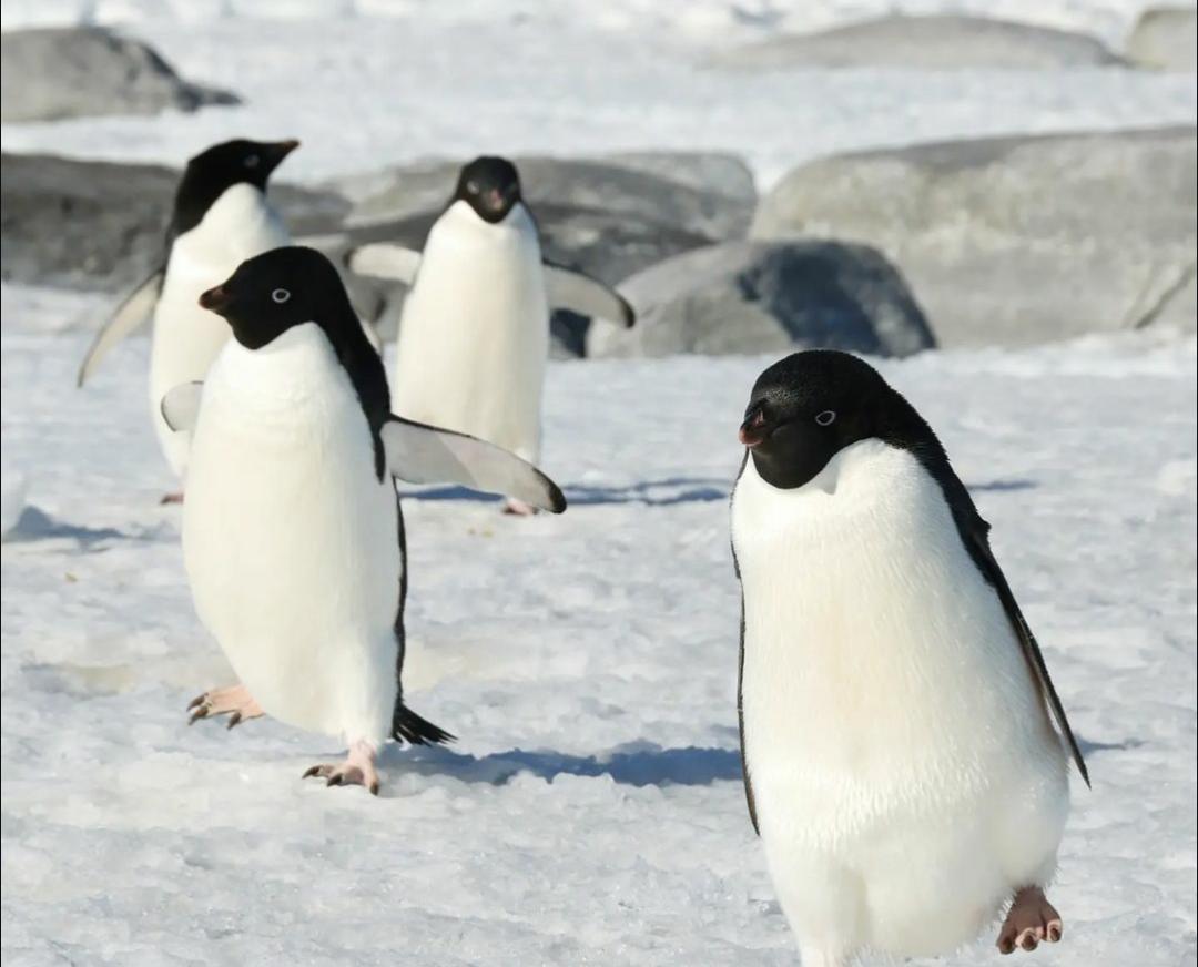 Mengenal 9 Fakta Menarik Tentang Penguin, Si Perenang Hebat