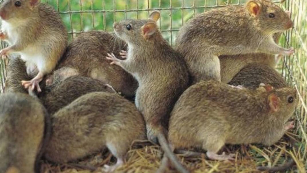 Mitos Larangan Bunuh Tikus di Sawah Bisa Rugikan Petani, Benarkah?