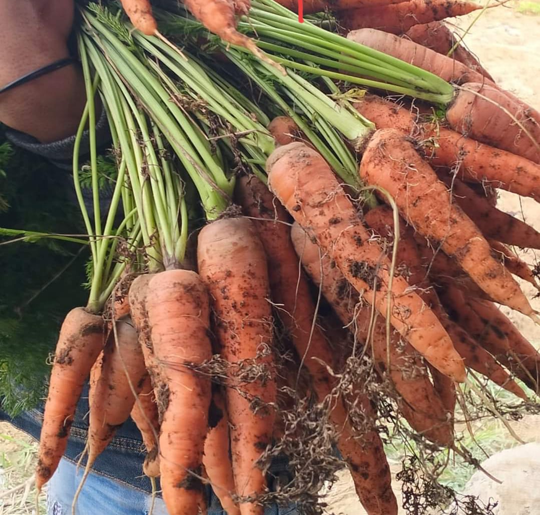 Petani Sumringah, Harga Wortel Tembus Rp5000 per Kilo