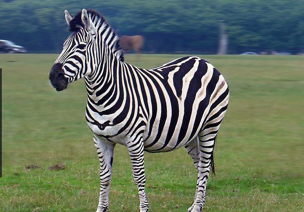 9 Fakta Menarik tentang Zebra, Hewan Unik dengan Garis Hitam dan Putih