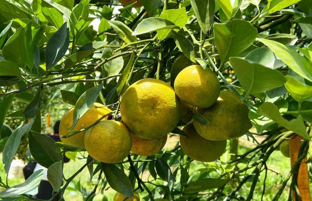 7 Cara Budidaya Jeruk Manis Bagi Pemula