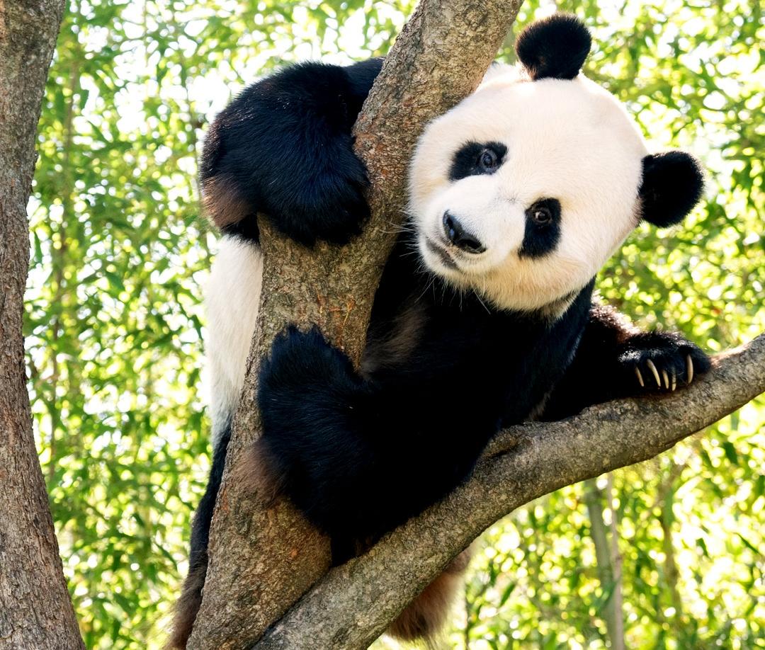 Mengenal Panda, 10 Fakta Menarik Tentang Hewan Jinak Ini