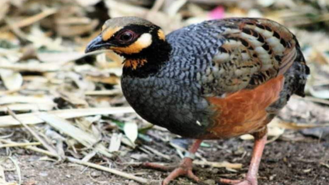 Kekayaan Biodiversitas, Ini 6 Jenis Burung Puyuh Endemik Asli Indonesia 