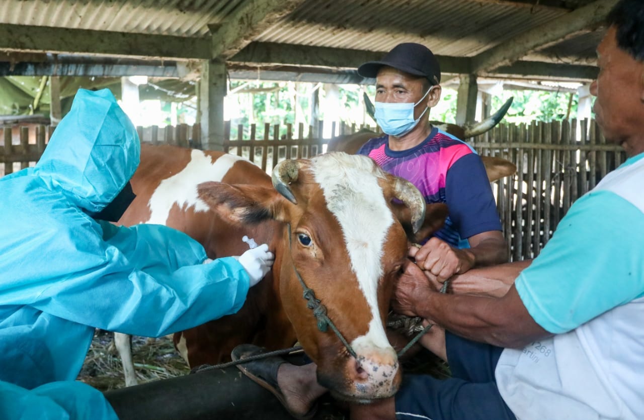 Ancaman Penyakit Ngorok Merebak, Peternak di Mukomuko Diminta Waspada dan Segera Vaksinasi Ternaknya