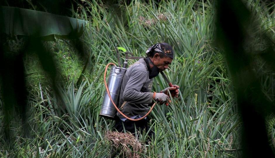 8 Tips Ampuh Merawat Tanaman Nanas Agar Sehat dan Berbuah Lebat