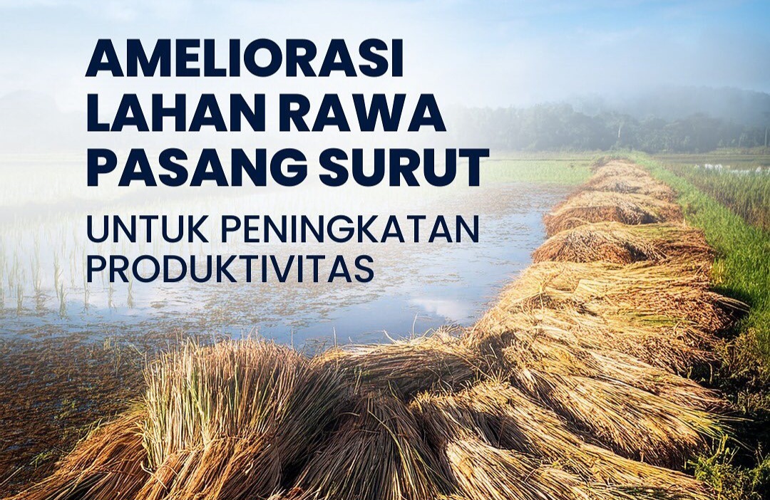 Ameliorasi Lahan Rawa Pasang Surut: Solusi untuk Meningkatkan Produktivitas Pertanian