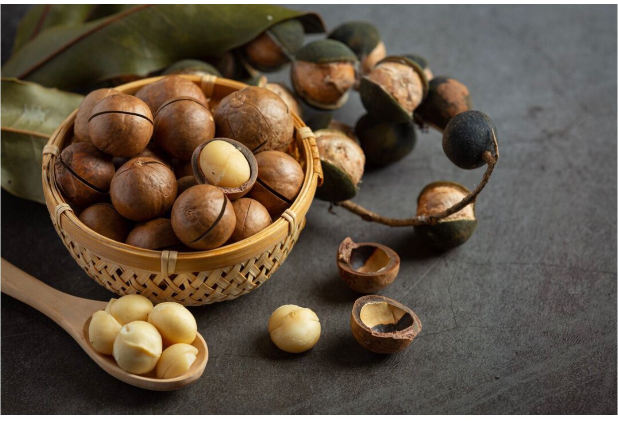 Macadamia: Si Kacang Mahal yang Penuh Khasiat untuk Tubuh dan Otak